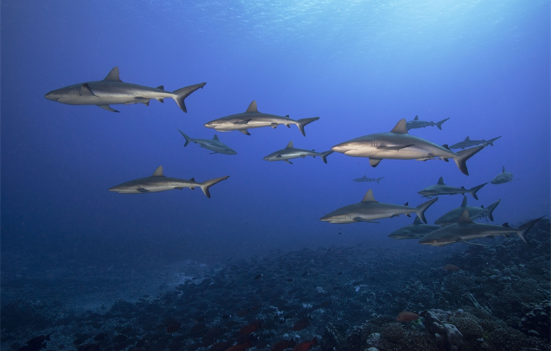 Grey Reef Sharks, Tahiti, Jayne Jenkins